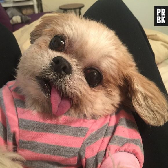 Marnie (@marniethedog) com quase 1 millhão de seguidores é uma das preferidas do pessoal