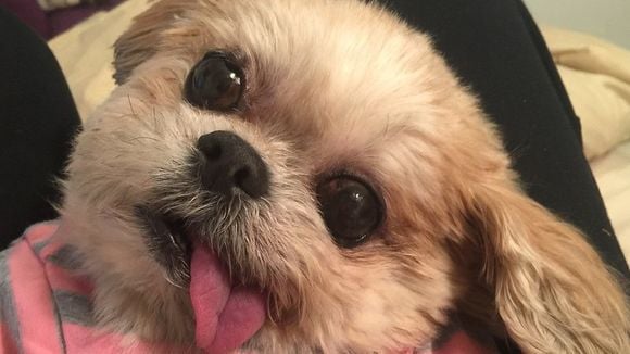 It-pets do Instagram: Conheça os perfis dos bichinhos mais populares da rede social!