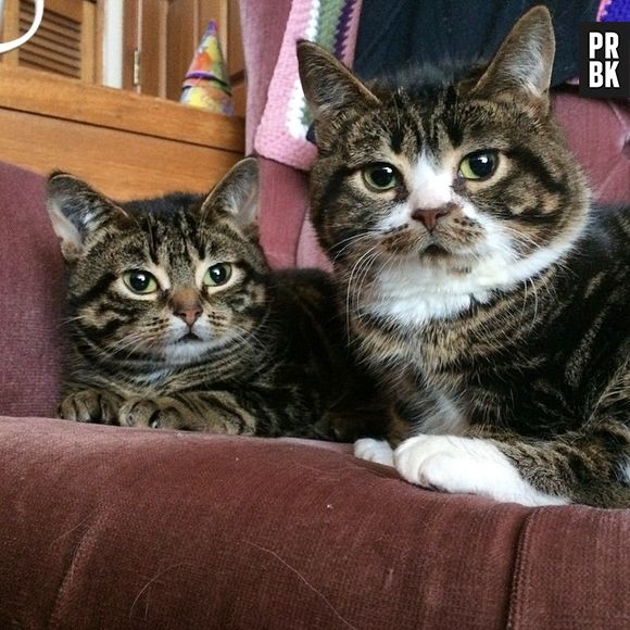 Elie e Gimly (@elie_gimly) são uma dupla que consegue arrancar suspiros de qualquer pessoa, mesmo quem não curte muito gatos