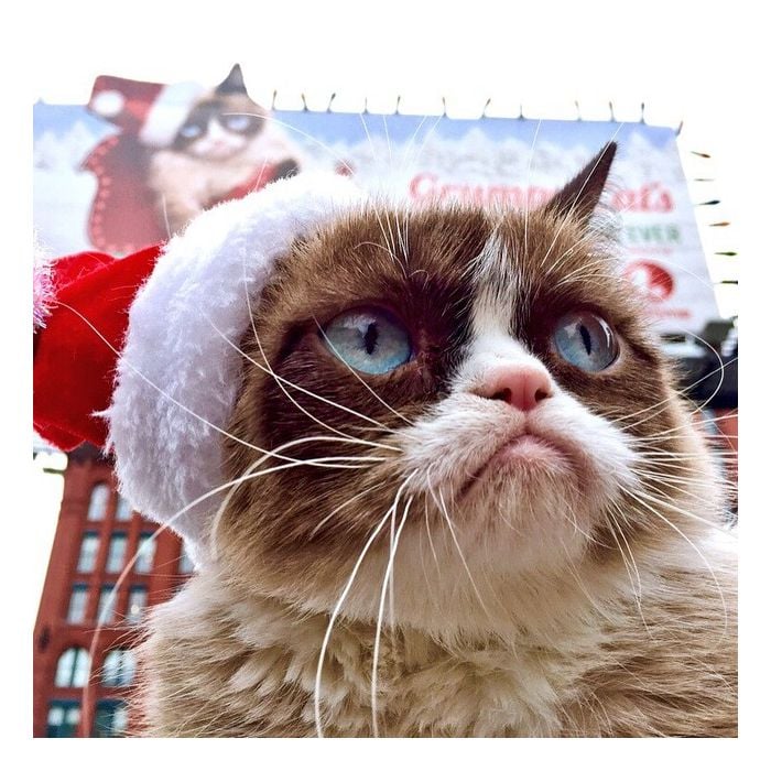  Tard (@realgrumpycat) &amp;eacute; o gato que mais tem meme por conta desse constante olhar especial que acaba dando uma pitada de charme no bixinho 