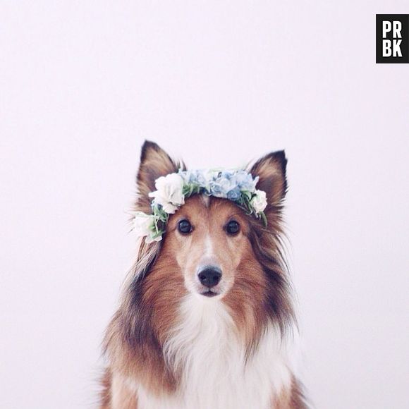 Milmii (@milmii) é a cadelinha mais conceitual da galeria, com fotos criativas e bem diferentes