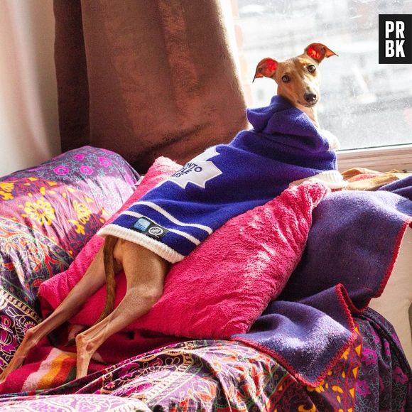 Iggy Joey (@iggyjoey) lança tendência de moda, a cadelinha é uma verdadeira "it-dog". Posa cada dia com um modelito diferente 
 