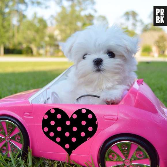 Monte (@montethemaltese) é sinônimo de fofura! Muito fotogênico, o bixinho realmente nasceu pra ser modelo