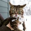 Lil Bub (@iamlilbub) é um gatinho que parece até desenho. Com esses os olhinhos esbugalhados conquista qualquer um 