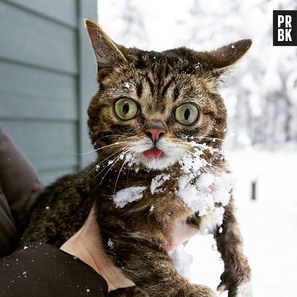 Lil Bub (@iamlilbub) é um gatinho que parece até desenho. Com esses os olhinhos esbugalhados conquista qualquer um 