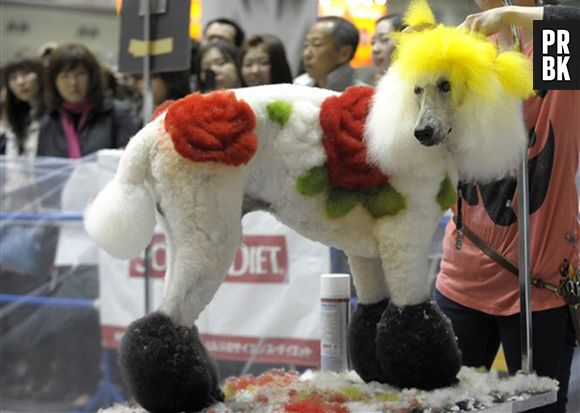 O cachorrinho virou um canterio de flores com esta tosa engraçada