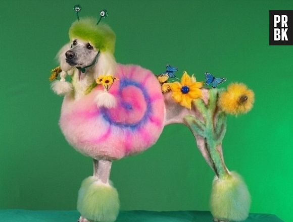 O Poodle virou um Jardim de Flores da Disney... Incrível!
