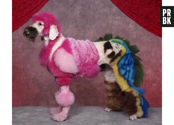 Um flamingo e um papagiao! Bem original!