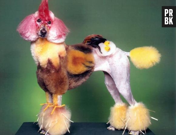 Será que esse cachorro cacareja?