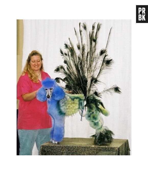 Pavão misterioso, cachorro formoso!