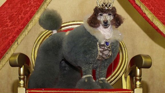 20 tosas de cachorro mais absurdas e engraçadas de todos os tempos