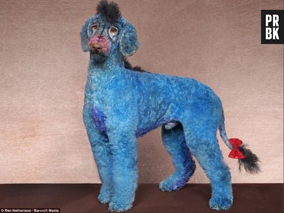 Será que este cachorro é tão triste quanto o burro do desenho Ursinho Pooh?