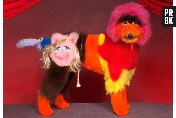 A TV Colosso reunida em um único cachorro!