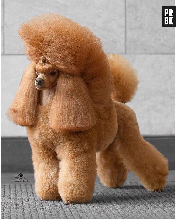 Imagina dar um abraço nesse peludo!