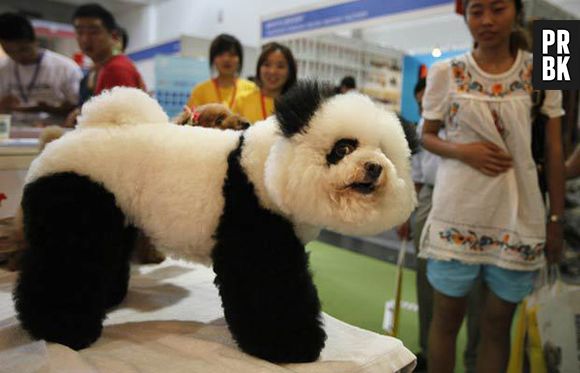 OWN! Que pandinha mais fofo!