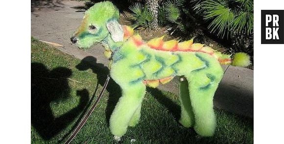 Seria este cachorro um lagarto?