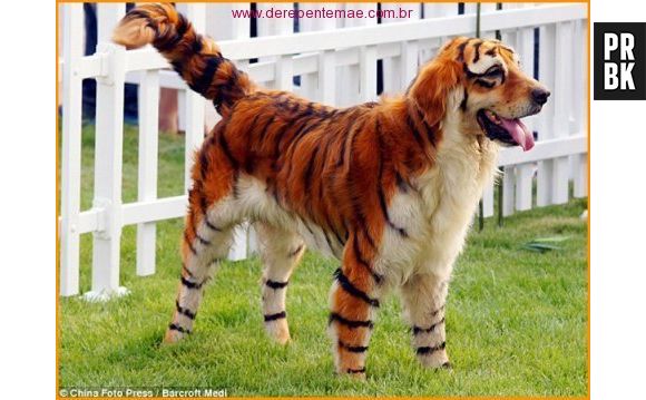 Por último e, não menos importante... Um tigre!