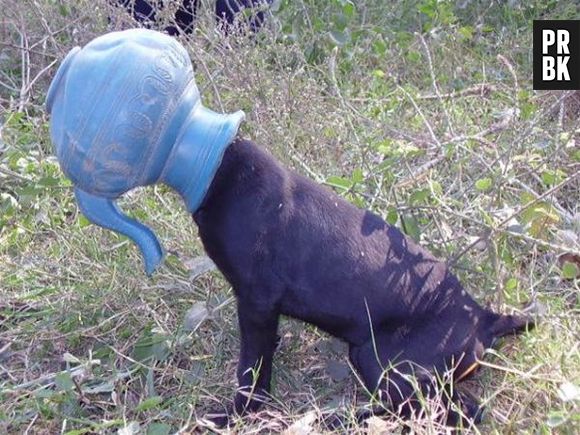 Esse cachorro bem que tentou se esconder, mas não conseguiu