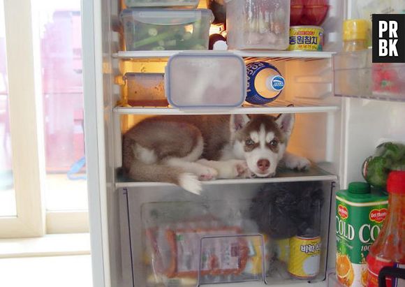 Enquanto procuram esse cachorro, ele aproveita aproveita pra fazer um lanchinho