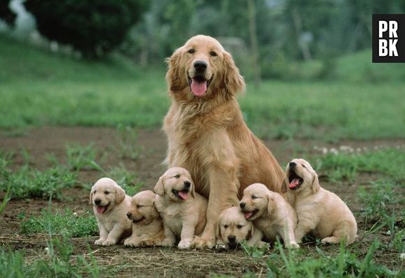 Olha quando filhotes bonitos esse papai teve!