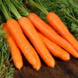 A cenoura é rica em fibras e vitamina K