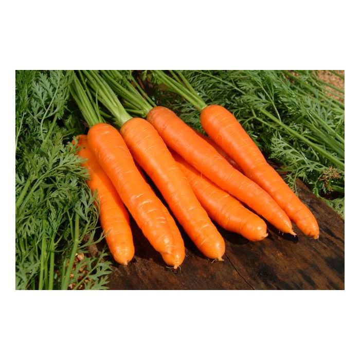 A cenoura é rica em fibras e vitamina K