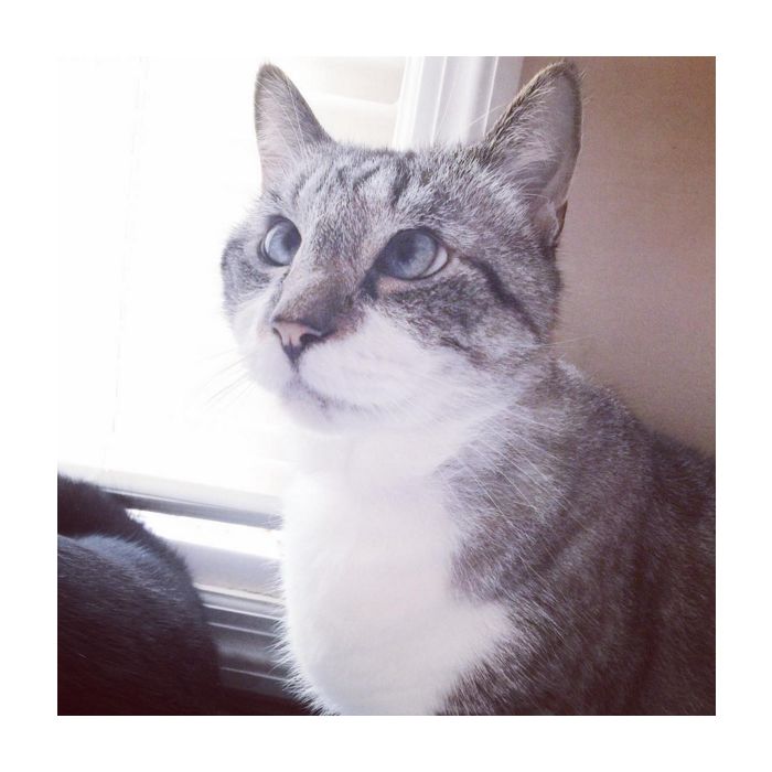 O gatinho Spangles possui um probleminha nos olhos chamado estrabismo, porém enxerga muito bem