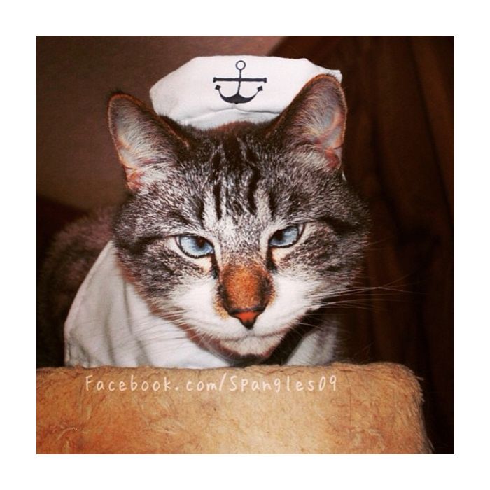 O gatinho Spangles ficou um charme com essa fantasia de marinheiro!
