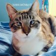 Spangles é um gatinho super fotogênico que possui vários seguidores nas redes sociais!