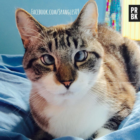 Spangles é um gatinho super fotogênico que possui vários seguidores nas redes sociais!