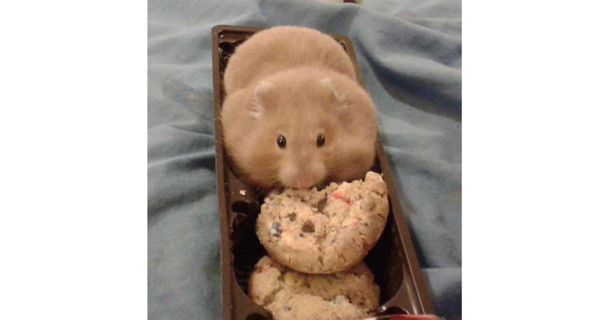 facetime hamster facetime hamster