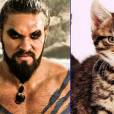  O gatinho &eacute; um pouquinho mais fofo que o Khal Drogo (Jason Momoa) de "Game of Thrones", n&eacute;? 