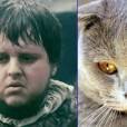 Este gato consegue imitar at&eacute; a cara do Sam (John Bradley) em "Game of Thrones"! 