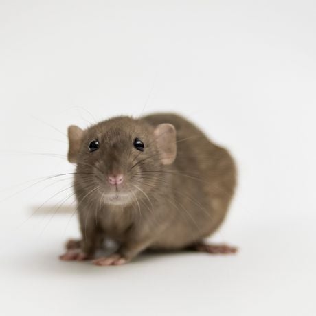 Sonhar com rato: o que significa e como interpretar corretamente