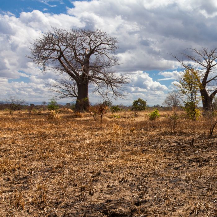 Sem volta:  Organização Meteorológica Mundial fala sobre El Ñino 