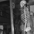 Esqueleto de "gigante" que não queria virar peça de museu é retirado de exposição após mais de 200 anos