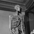 Esqueleto de "gigante" que não queria virar peça de museu é retirado de exposição após 200 anos