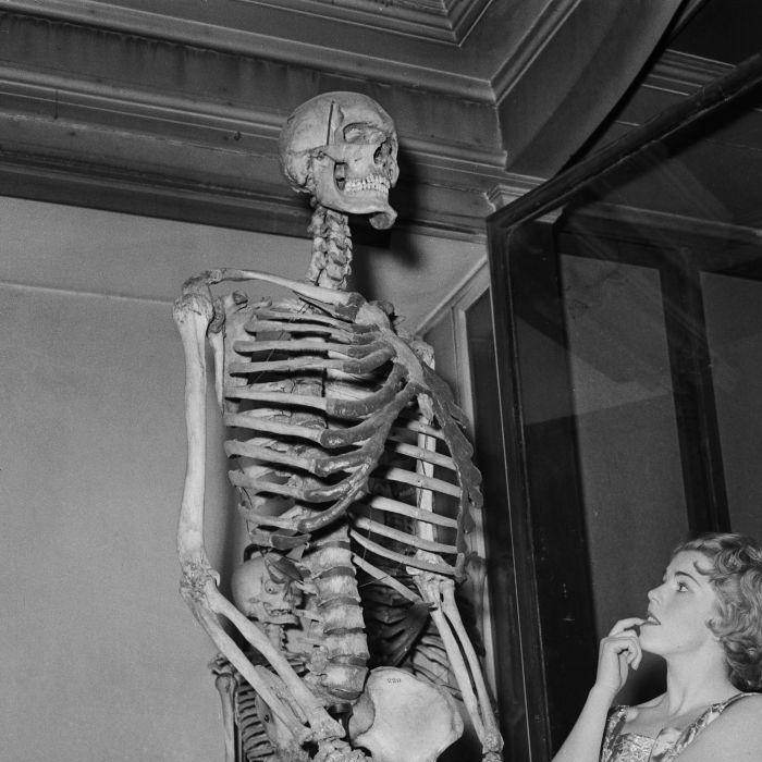Esqueleto de &quot;gigante&quot; que não queria virar peça de museu é retirado de exposição após 200 anos