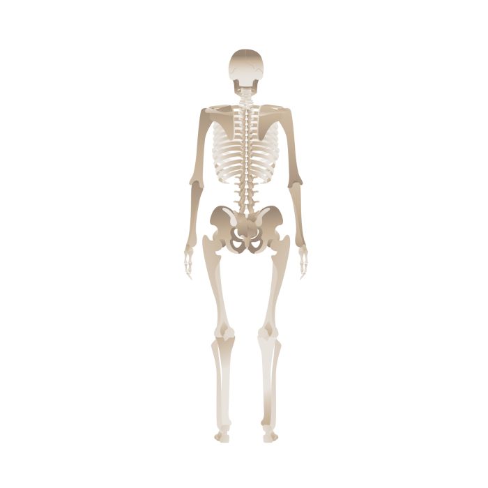 Após mais de 200 anos, esqueleto de &quot;gigante&quot; que não queria virar peça de museu é retirado de exposição