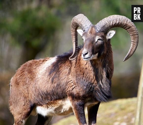 Franco trouxe uma ovelha estrangeira para o Teide como atração para caçadores, mas agora ela ameaça o equilíbrio ecológico