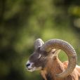  A decisão de Franco de trazer uma ovelha não-nativa para o Teide visando a caça agora tem graves consequências ecológicas 