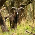  Introduzida por Franco para encantar os caçadores no Teide, essa ovelha agora prejudica seu ambiente natural 