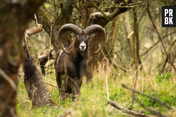 Introduzida por Franco para encantar os caçadores no Teide, essa ovelha agora prejudica seu ambiente natural