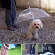  Coitado dos cachorros que usarem essa coleira com guarda-chuva 