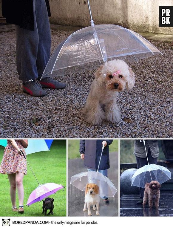 Coitado dos cachorros que usarem essa coleira com guarda-chuva