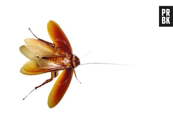 Todo mundo é super corajoso até a barata começar a voar