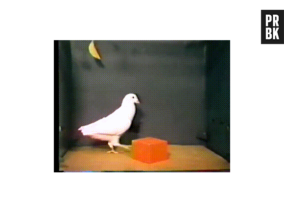 Columbofilia é a prática de adestrar pombos