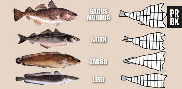 Quem disser que já viu um bacalhau com cabeça, é uma pessoa de sorte