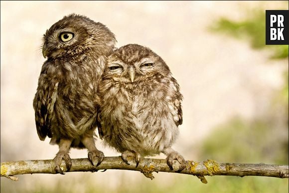Um casal de coruja namorando é algo muito raro