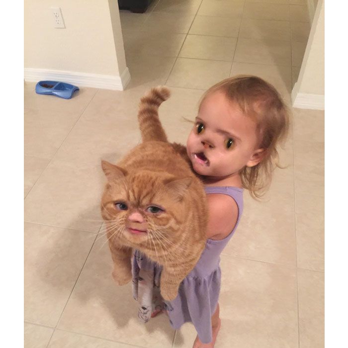 Parece que o gato não gostou muito de brincar com o Face Swap do Snapchat
